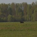 Bear's tracks found at Lithuania's border with Belarus for 3rd time this month
