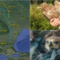 Užfiksavo lietuviškų paukščių kelionę į šiltuosiuos kraštus: pažiūrėkite, kaip atrodo jų maršrutai