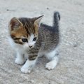 Ką reikėtų atsiminti parsinešus namo mažą kačiuką?