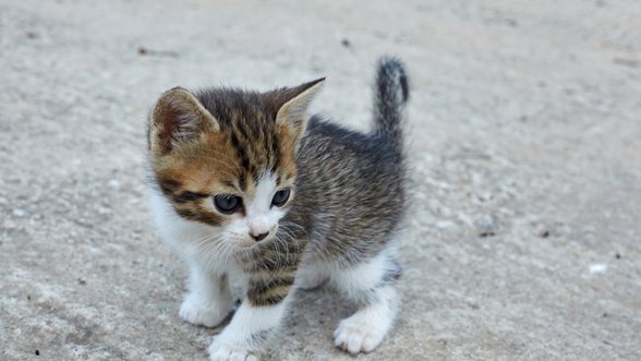 Ką reikėtų atsiminti parsinešus namo mažą kačiuką?