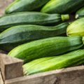 8 gudrybės, kaip užauginti gausų aguročių derlių