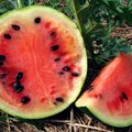 Lietuviškas arbūzų derlius: saldus ir sultingas