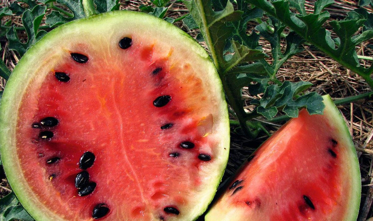 Užaugęs lietuviškos arbūzų veislės 'Kiemintai' vaisius