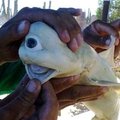 Žvejys rado retą vienaakį ryklį albinosą