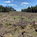 Referendumo iniciatyva dėl plynųjų miško kirtimų ribojimo vėl Seimo darbotvarkėje