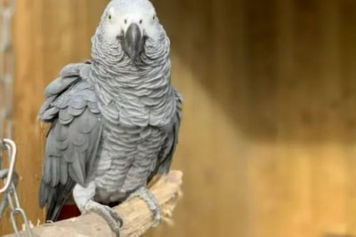 Linkolnšyro laukinės gamtos parko papūga