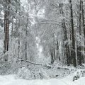 Dėl šlapio sniego miškininkai įspėja saugotis lūžtančių medžių