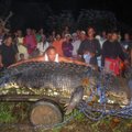 Filipinuose sugautas galiūnas krokodilas