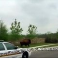 Teksase policija gaudė pabėgusį bizoną