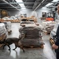Nyderlanduose konfiskuota rekordiškai daug – aštuonios tonos – kokaino