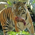Tigras „netyčia“ sužalojo vienuolį Tailando šventykloje