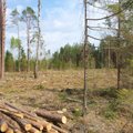 Kas laukia vertingiausių Lietuvos vietų, kai pradėsime kirsti daugiau miškų?