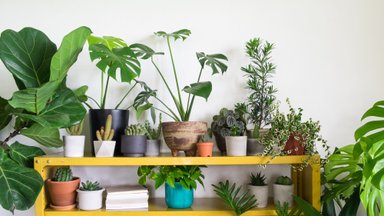 Norite, kad namai virstų oaze, – penkios kambarinių augalų priežiūros paslaptys