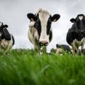 Parama nukentėjusiems ūkininkams – už karvę 77 eurai