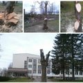Įžūlus išpuolis prieš medžius: mokyklos kiemas atrodo kaip po vandalų atakos
