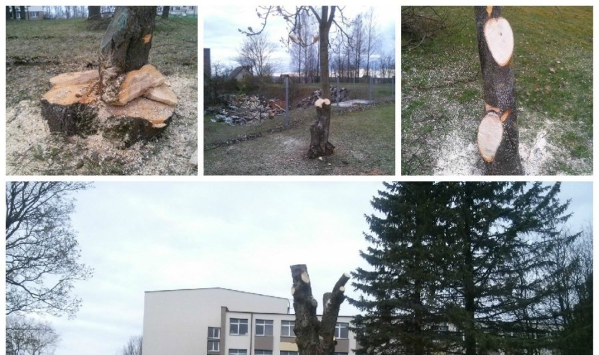 Teritorijoje prie Prezidento Jono Žemaičio gimnazijos pasidarbuota iš peties - iš medžių likę vaiduokliai