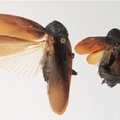 Niujorką okupuoja šalčiui atsparūs japoniniai tarakonai