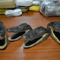 Man with four alligator heads stopped at Vilnius Airport