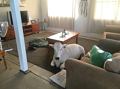Namuose laikoma karvė