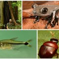 Žmogaus nepaliestuose atogrąžų miškuose rasta 60 naujų rūšių
