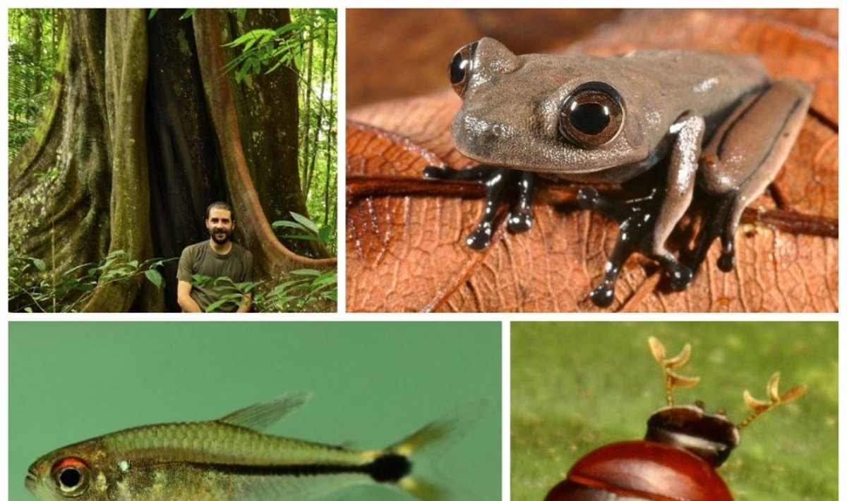 Naujos atogrąžų miškuose atrastos gyvūnijos ir augalijos pasaulio rūšys