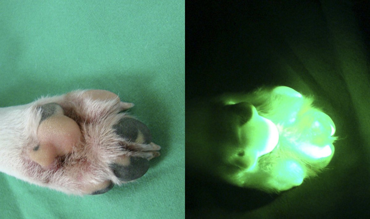 Genetiškai modifikuotas šuo su žaliai fluorescuojančiu baltymu - matomoje ir ultravioletinėje šviesoje
