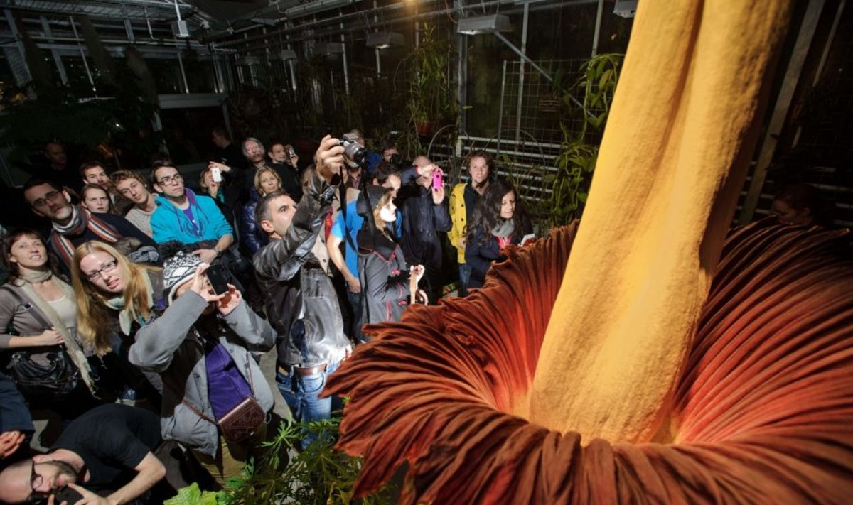 Pražydo gigantiškasis amorfalas (lavongėlė) - labiausiai dvokiantis pasaulio augalas