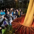 Pražydęs labiausiai dvokiantis pasaulio augalas pritraukė šimtus lankytojų