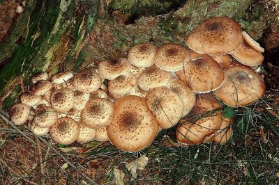 Paprastasis kelmutis (Armillaria mellea) - valgomas grybas