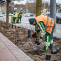 Vilniuje diegiami „žalesni“ eismo saugumo sprendimai: metalines tvoras pakeis tūkstančiai krūmų