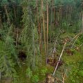 Savaitgalio audrą miške išgyvenęs fotografas: niekam nelinkėčiau tokios patirties