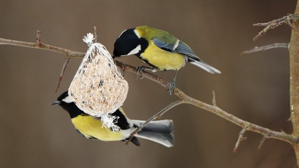 Gamtininkas pataria – rudens darbai paukščių mylėtojams