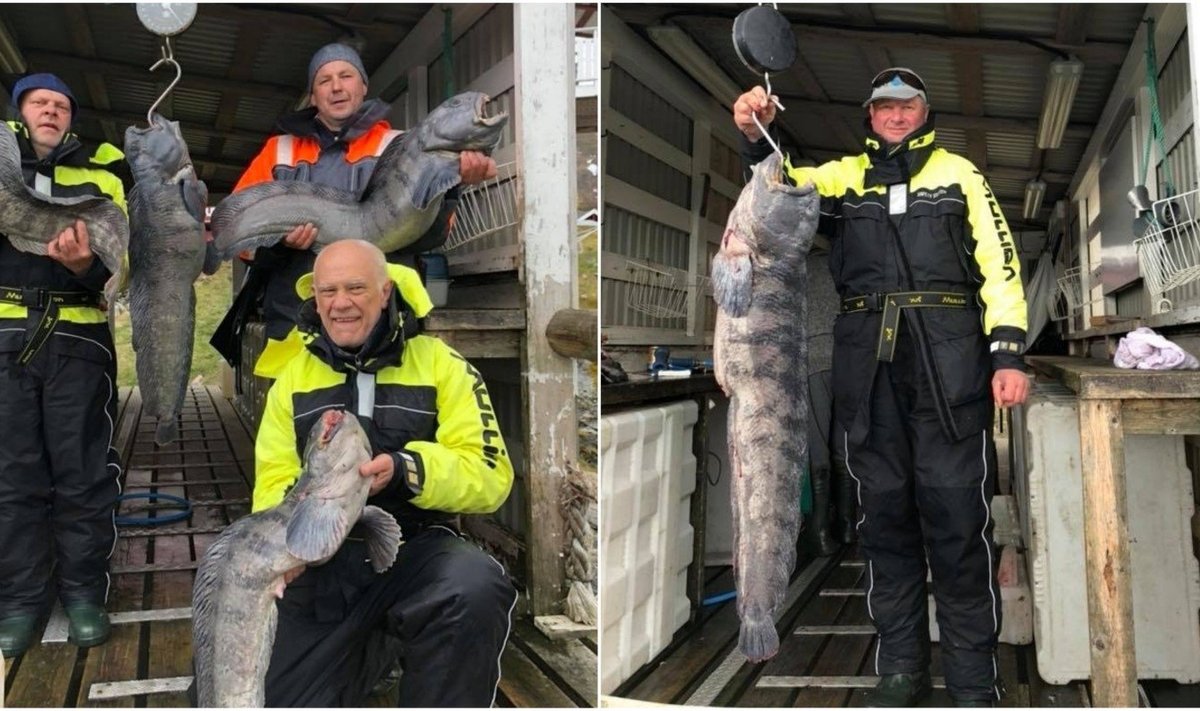 Norvegijoje žvejų sugauti laimikiai