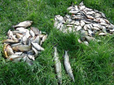 Iš Veisiejo ežero tinklais ištraukta tuntas žuvų