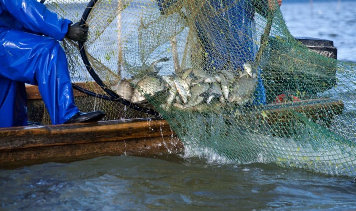 Mokslininkai ištyrė Kuršių marių žuvingumą