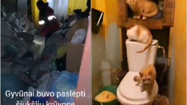 Dviejų kambarių bute alytiškė aptikta su 28 gyvūnais: gelbėtojai parodė, kokį košmarą jie išgyveno