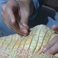 Aligatorių albinosą Brazilijoje gydo akupunktūra