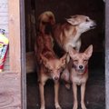 Iš vienų namų Japonijoje išgelbėti 164 šunys