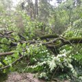 Dėl audros išlaužytų medžių ribojamas lankymasis Šalčininkų rajono miškuose