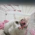 Cheminėmis medžiagomis apdegintas katinėlio snukutis: Pegasui reikalinga parama gydymui ir globa