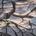 Юг Литвы истязает стихийная засуха