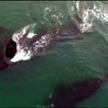 Prie Argentinos krantų užfiksuota, kaip poruojasi nykstanti banginių rūšis