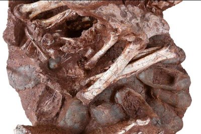 Dinozauro fosilija su jauniklių kiaušiniais