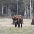 Stumbrų perkėlimas iš Aukštaitijos į Dzūkijos miškus naudingas tiek jiems patiems, tiek vietiniams gyventojams