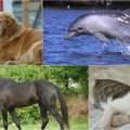 Gyvūnai, kurie gydo: kada ir kam jie gali padėti?