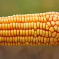 Iš kukurūzų gaminami brangūs vaistai retai genetinei ligai