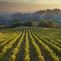 Provanso vyno kelias: gidas prancūziško vyno mėgėjams