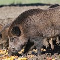 Kiaulių maro apimta beveik pusė Lietuvos: ką būtina žinoti