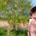 Alergiją ir slogą supainioti labai paprasta: alergeną atsekti galima ir patiems