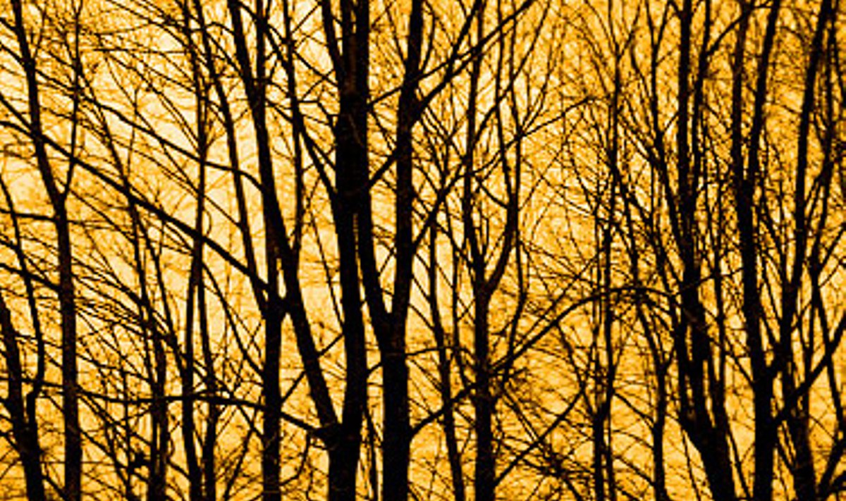 Geltoni medžiai